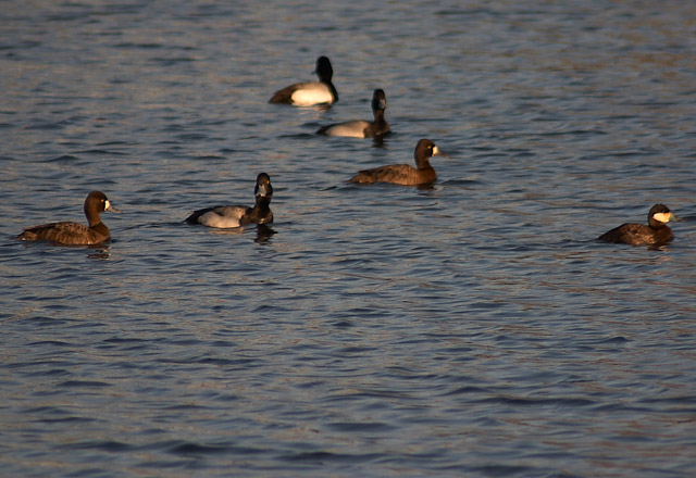 Lesser Scaup and Ruddy Duck