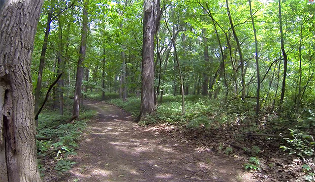 Lake Macbride State Park White Pine Trail