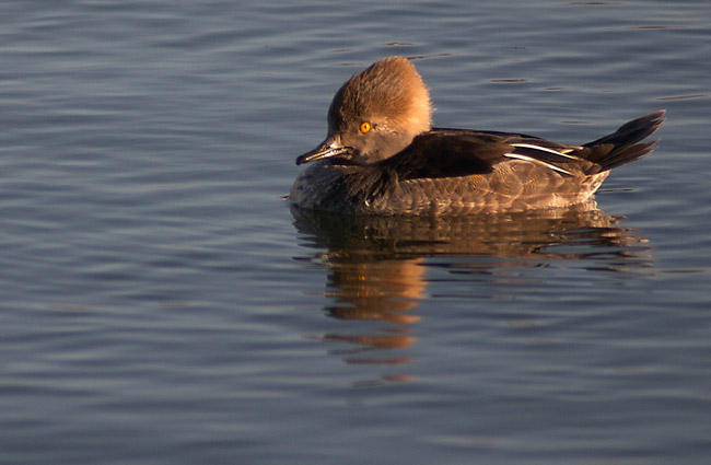 Female Hooded Merganser Duck