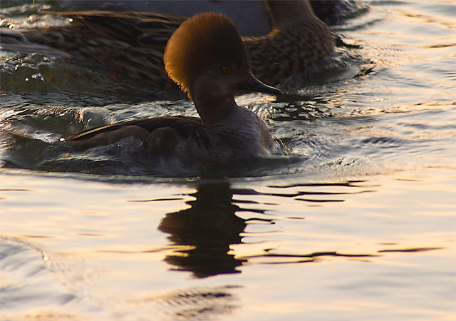 Female Hooded Merganser Duck