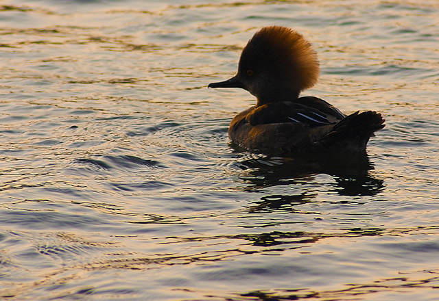 Female Hooded Merganser Duck