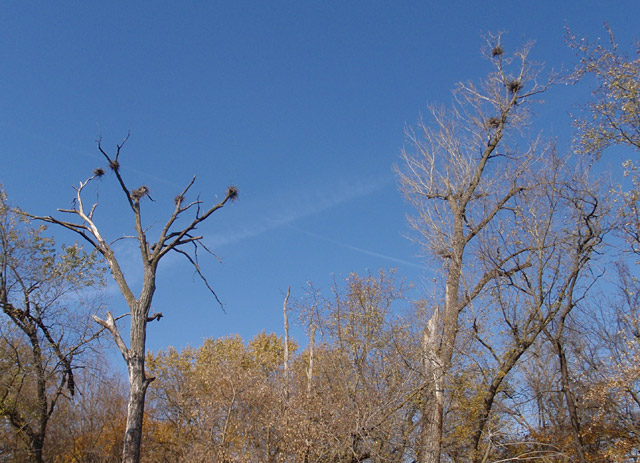 Middle Raccoon River Rookery