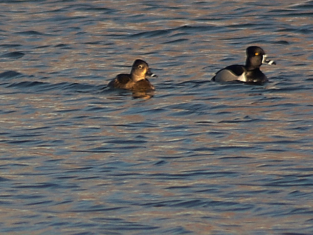 Male and Female Ring Neck Ducks