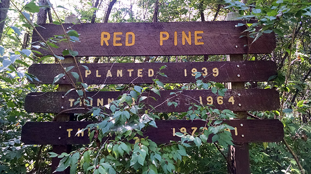 Shimek State Forest - Civilian Conservation Corps Tree Plantings