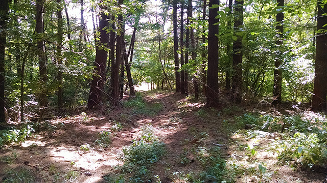 Shimek State Forest - Farmington Unit Trail