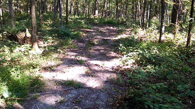 Shimek State Forest - Keosauqua Unit Trail