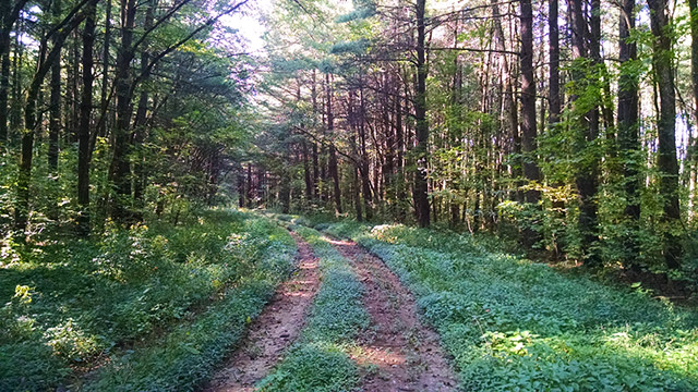 Shimek State Forest