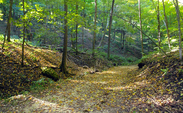 Yellow River State Forest Saddle Trail Loop