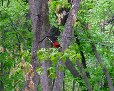 Scarlet Tanager