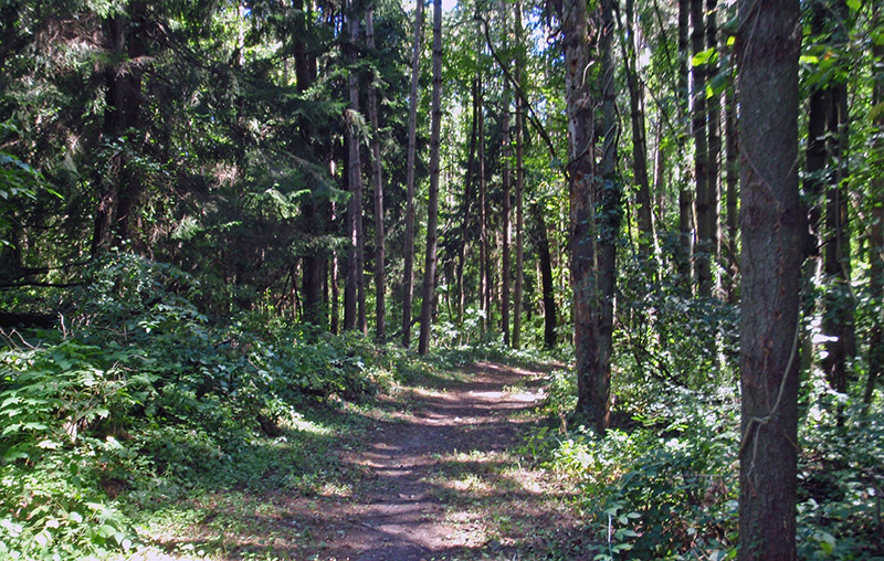 Backbone State Park - Trail